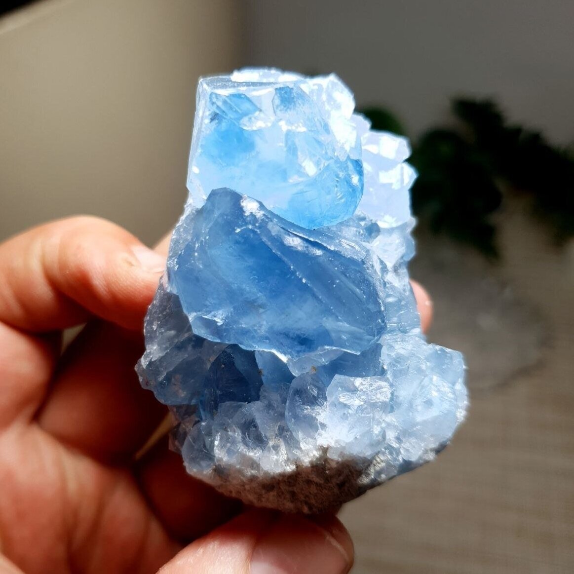 Celestinas 1