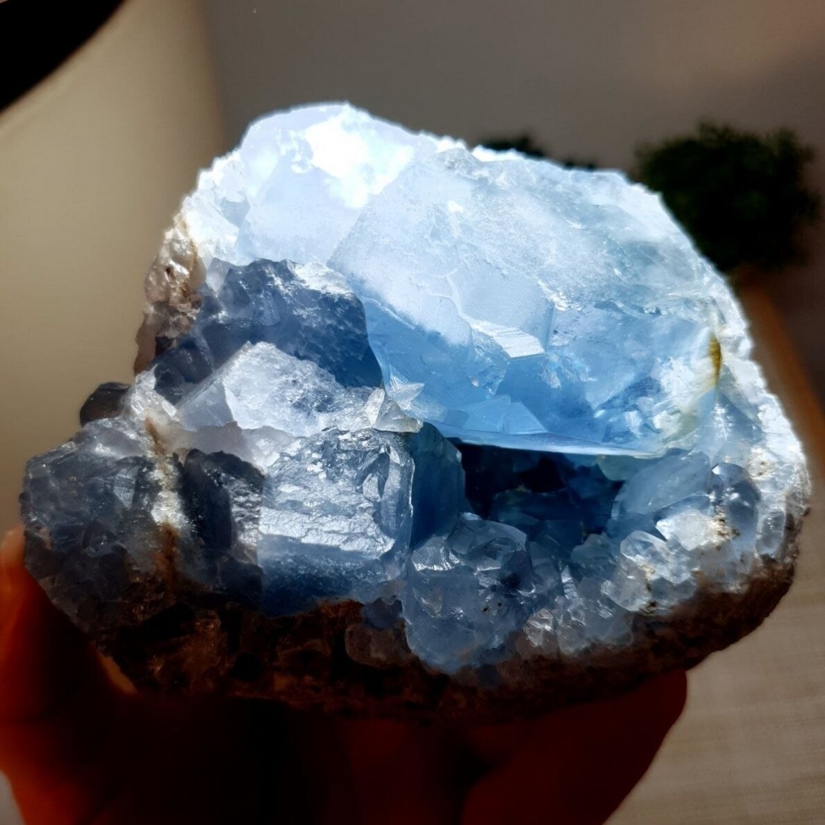 Celestinas