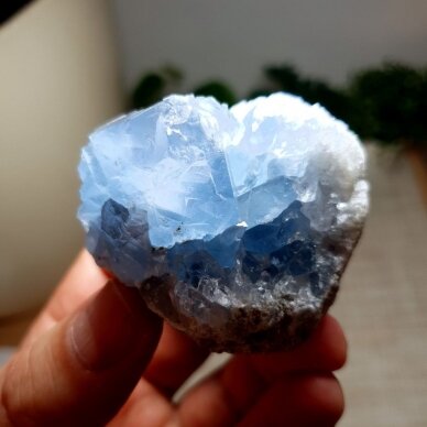 Celestinas 1