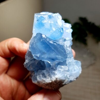 Celestinas 1