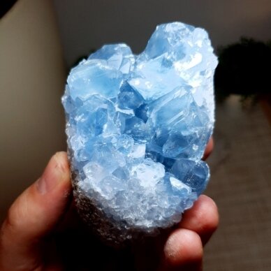 Celestinas 1