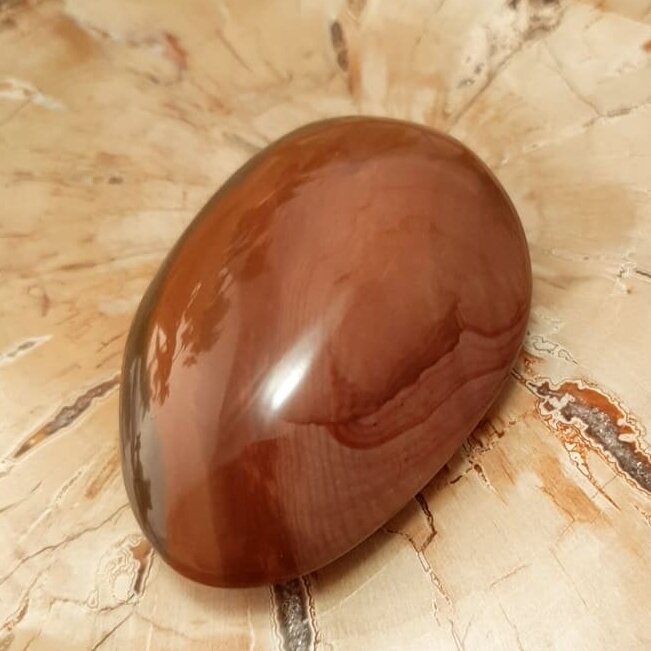 Polichrominis jaspis 2