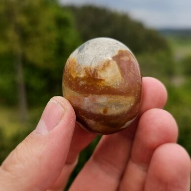 Polichrominis jaspis 1