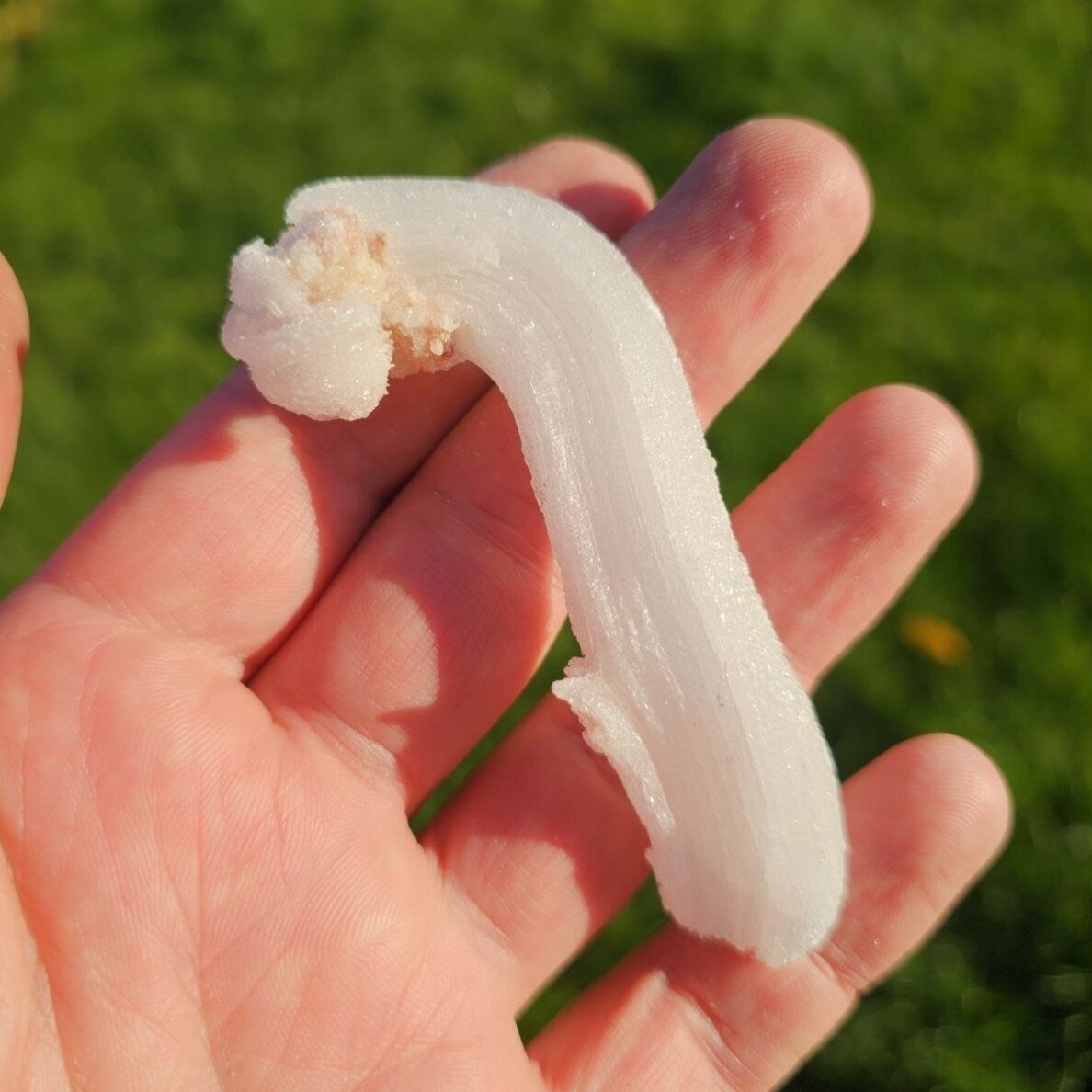 Selenito kristalas (Ram's horn) 1 Selenito kristalas (Ram's horn) 1
