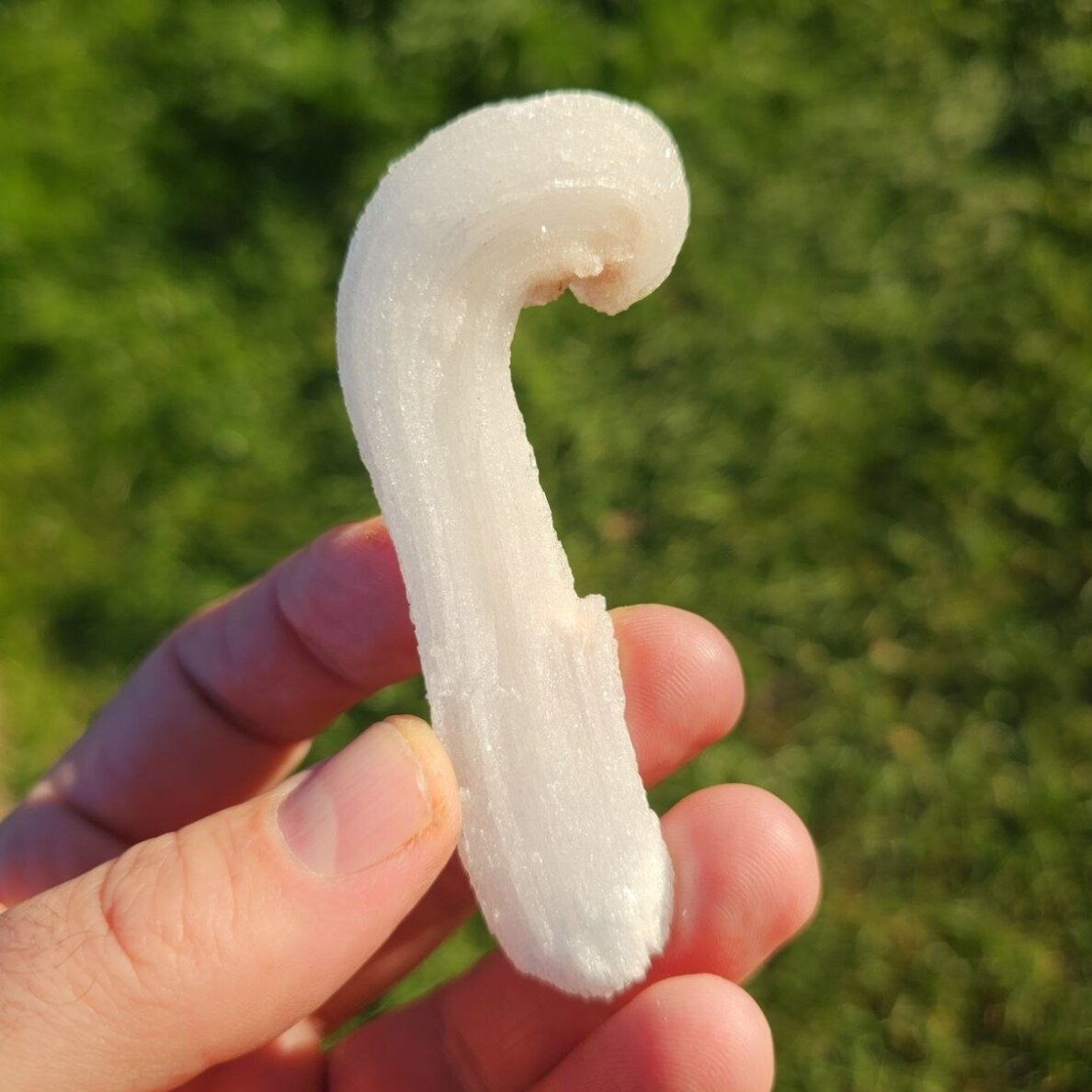 Selenito kristalas (Ram's horn) 2 Selenito kristalas (Ram's horn) 2