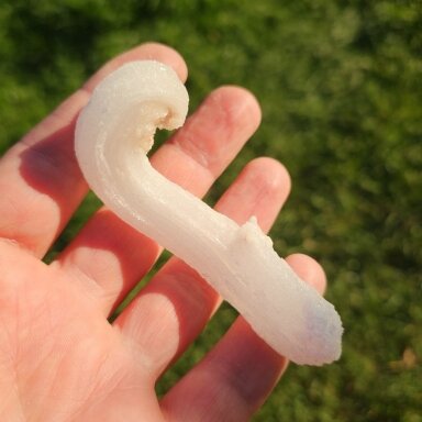 Selenito kristalas (Ram's horn)