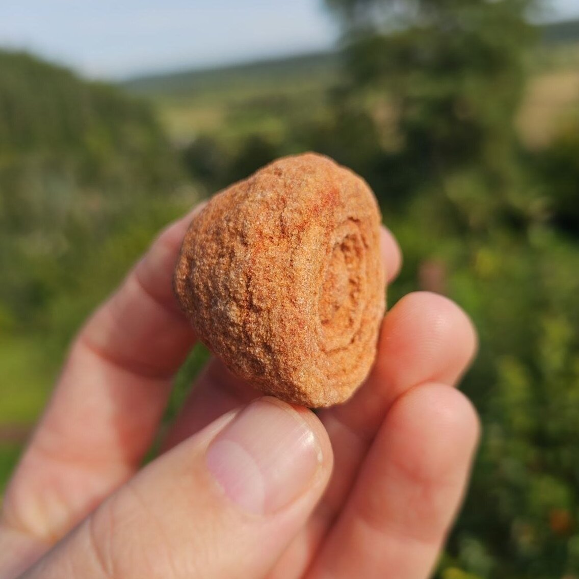 Stromatolitas 1