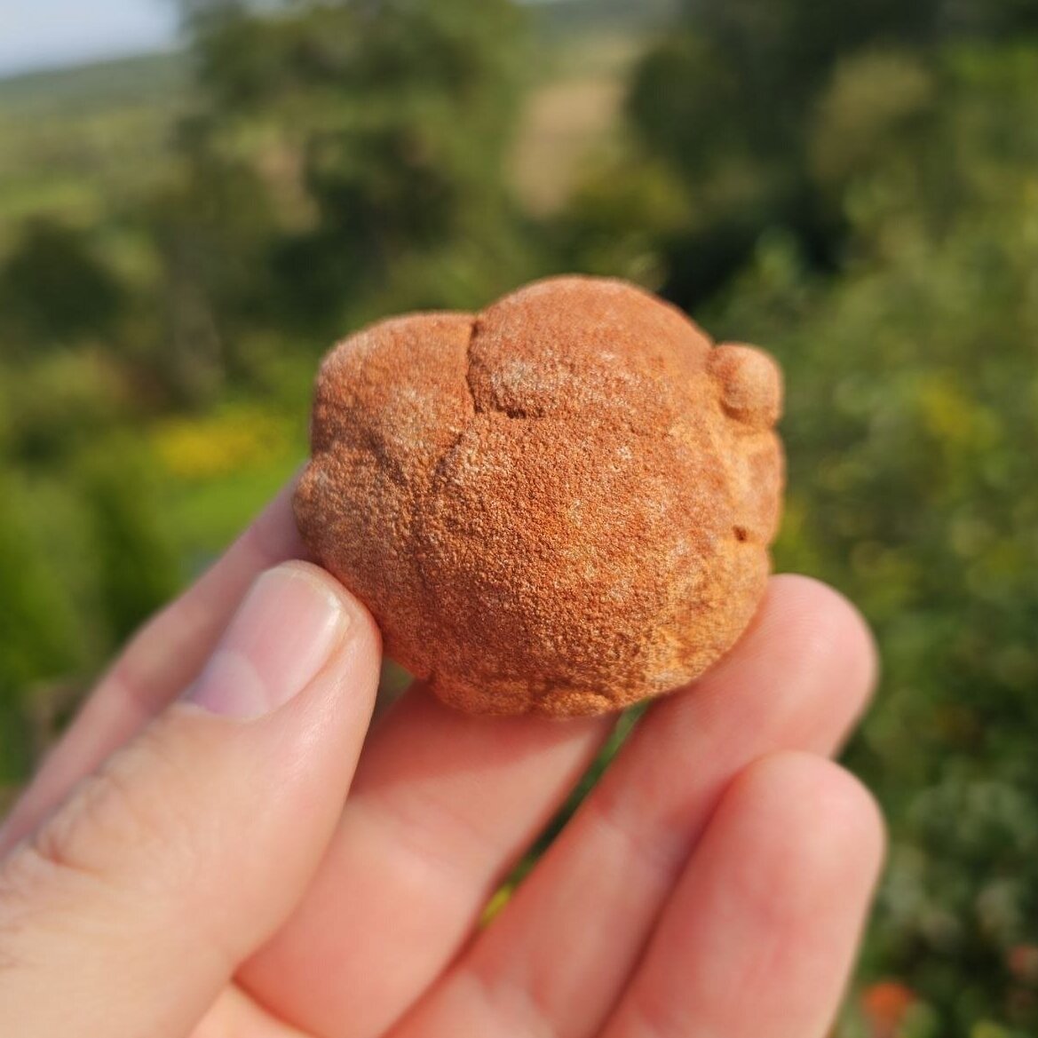Stromatolitas 1
