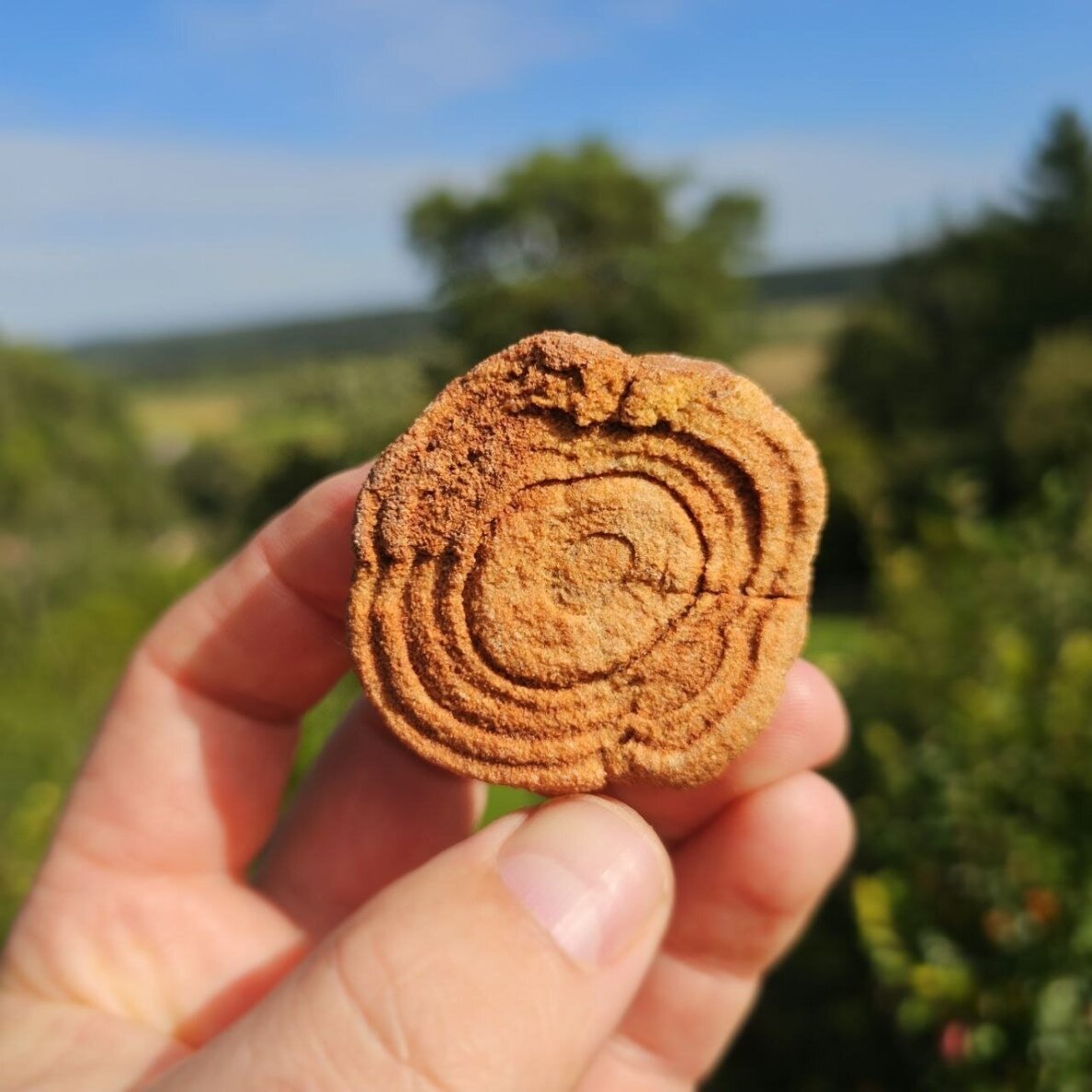 Stromatolitas 1