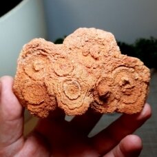 Stromatolitas