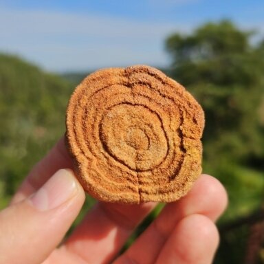 Stromatolitas