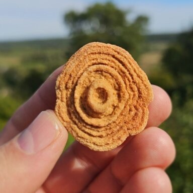 Stromatolitas