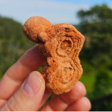 Stromatolitas