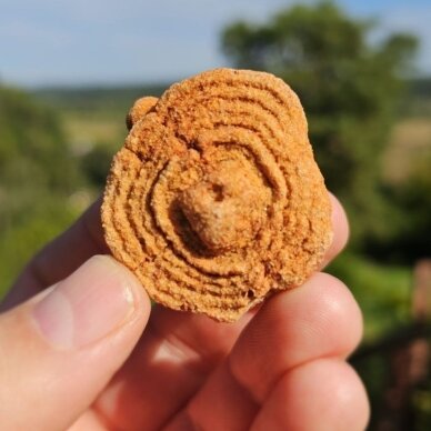 Stromatolitas 1