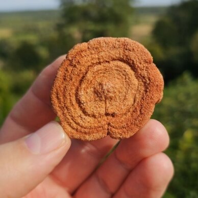 Stromatolitas