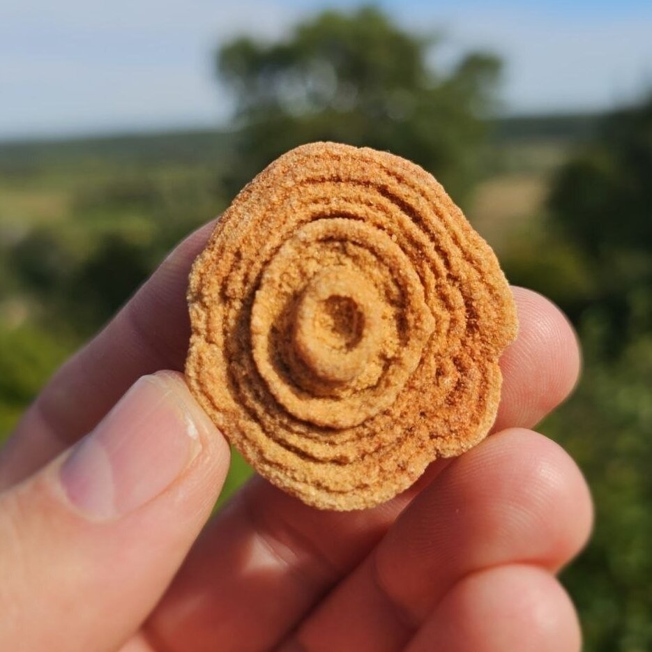 Stromatolitas