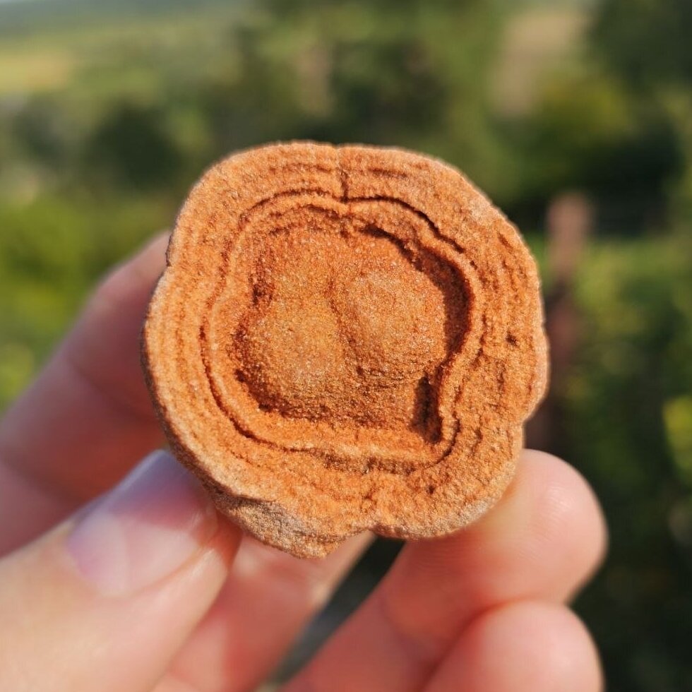 Stromatolitas